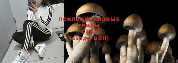 ГАЛЛЮЦИНОГЕННЫЕ ГРИБЫ Бородино